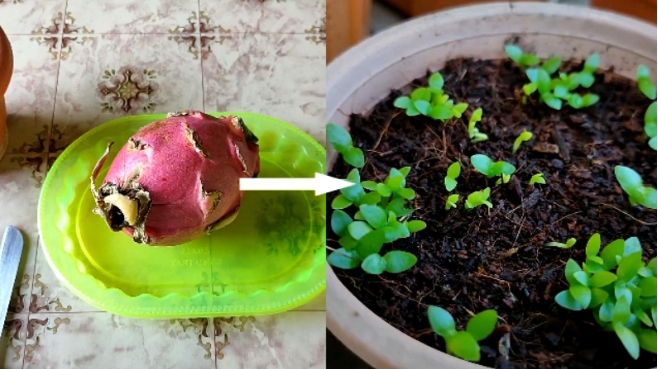 在家如何种植火龙果?方法和技巧有哪些?