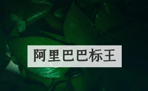 阿里巴巴标王有何优势？如何成为标王？