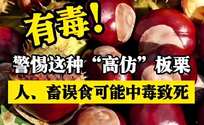 这种高仿板栗有毒千万别吃，马栗酷似板栗全株有毒