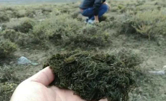 男子网售野生发菜获刑，国家一级保护野生植物