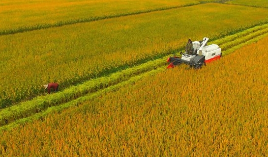 全国秋粮已收获59.8%，玉米大豆领跑