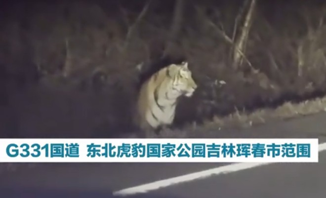 游客遇野生东北虎我是本地的，近年东北虎豹显著增加