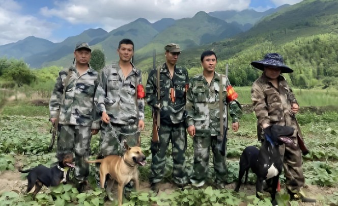 浙江野猪猎人每年倒贴几十万元，适度猎捕控制数量