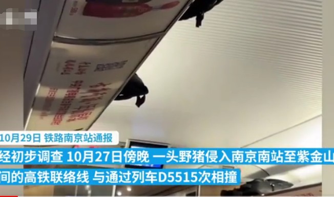 列车撞上野猪，机械师下车查看被撞身亡