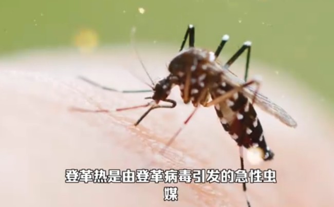 防蚊灭蚊保洁
