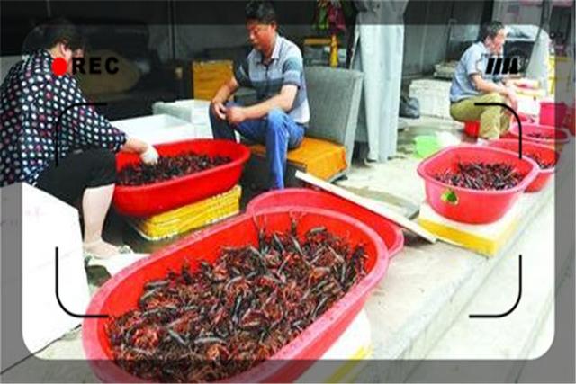 投资100万左右,目前在农村养殖什么最赚钱?推荐这几种