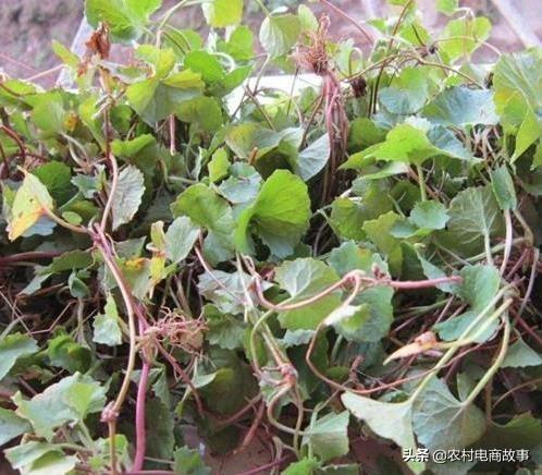 网上卖什么东西最火（新手小白可做没人注意的暴利小生意）
