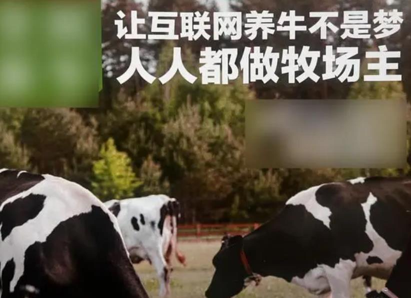 300万认养600头牛变成6万斤牛肉，“云养牛”背后的陷阱