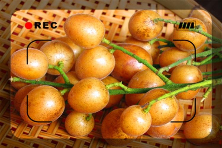 48岁的打工者5万资金,想回到农村种植果树,有哪些好的项目?