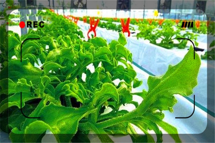 一个58岁人身上只有1500元,在农村怎么开始创业?推荐一些