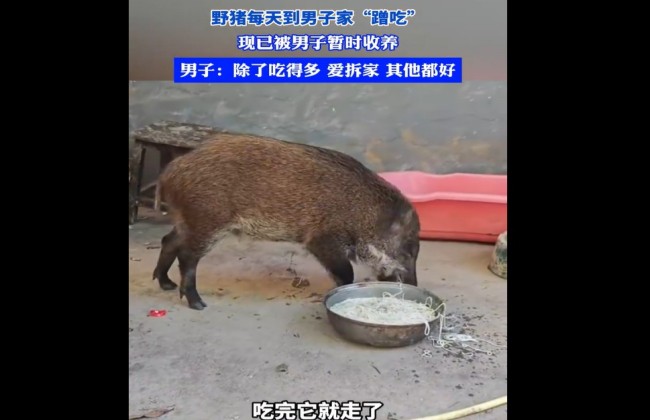 野猪每日上门“蹭吃”，男子无奈却暂时收养，网友：拆家像二哈